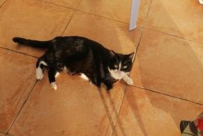 Fundmeldung Katze rassenmischung Weiblich Lasseube Frankreich
