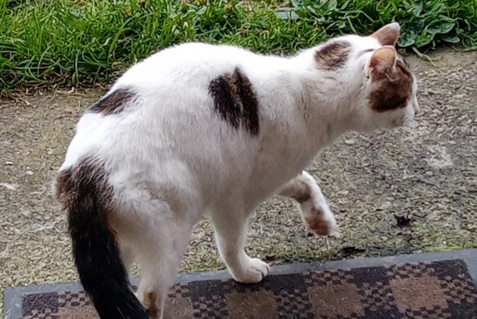 Fundmeldung Katze rassenmischung Weiblich , 3 Jahre Hénin-Beaumont Frankreich