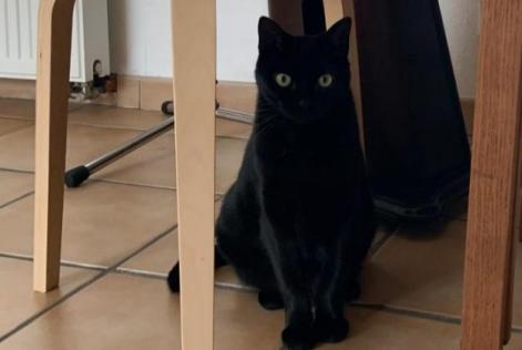 Vermisstmeldung Katze  Weiblich , 5 jahre Lorient Frankreich