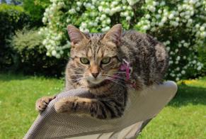 Vermisstmeldung Katze  Weiblich , 5 jahre Conches-sur-Gondoire Frankreich