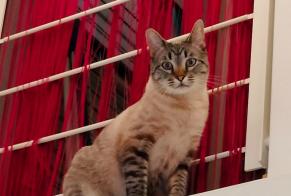 Vermisstmeldung Katze  Männliche , 1 jahre Villars-Sainte-Croix Schweiz