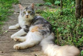 Vermisstmeldung Katze Weiblich , 7 jahre Namur Belgien