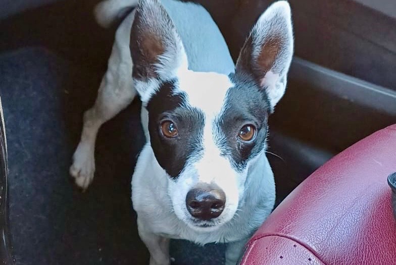 Hund Vermisst in Telhado (, Portugal)  - Verlust Pet Alert Meldung Nr. 349387