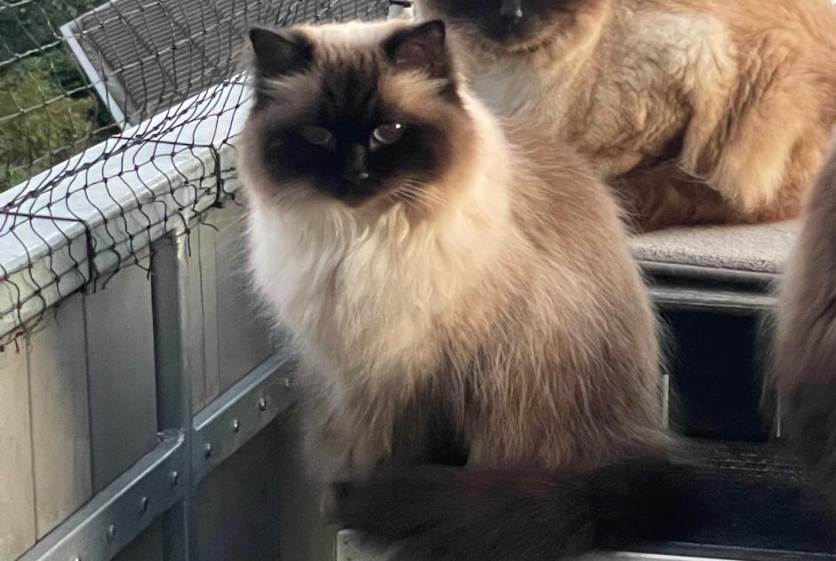 Katze Vermisst in Monchique (, Portugal)  - Verlust Pet Alert Meldung Nr. 364512
