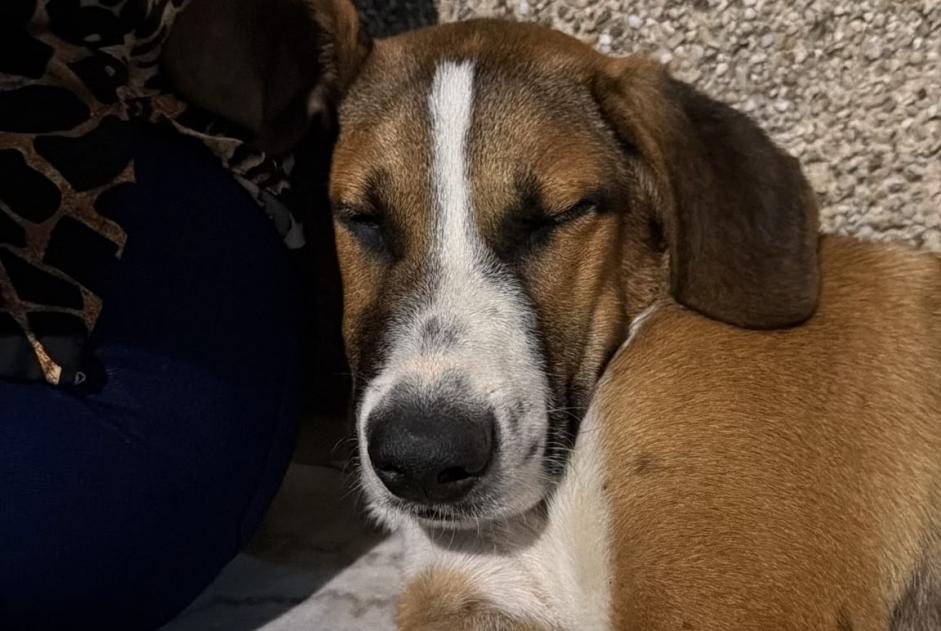 Hund Gefunden in Cerdedo (Vila Real, Portugal)  - Fund Pet Alert Meldung Nr. 372060