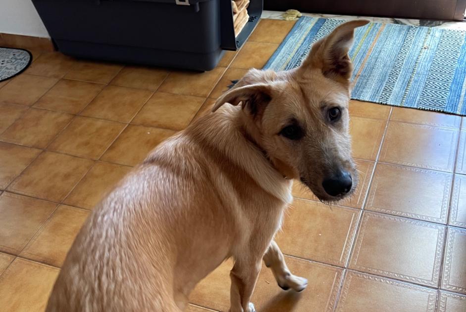 Discovery alert Dog miscegenation Male , 1 year Albufeira e Olhos de Água Portugal