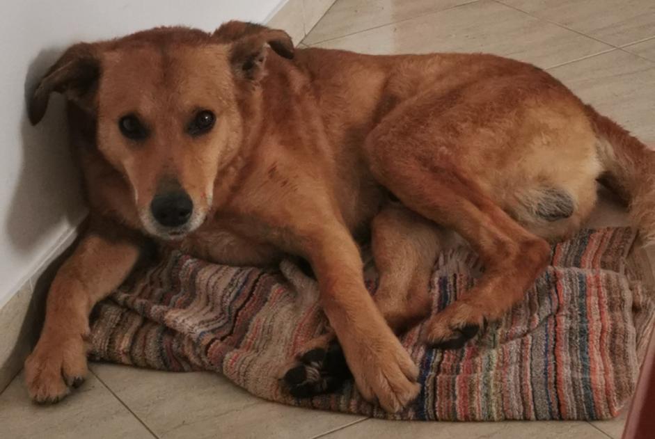 Discovery alert Dog Male Vila Nova de Milfontes Portugal