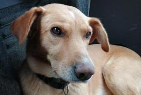 Disappearance alert Dog miscegenation Male , 1 years Abrantes e Alferrarede Portugal