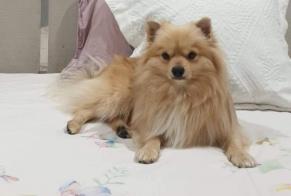 Disappearance alert Dog  Male , 2 years Cabeceiras de Basto Portugal
