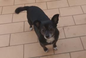 Disappearance alert Dog Female , 8 years Armação de Pêra Portugal