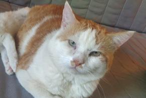 Disappearance alert Cat Male , 9 years Guignen France