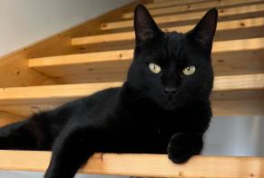 Disappearance alert Cat Male , 3 years Lousa Portugal