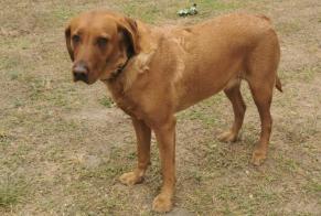 Disappearance alert Dog  Female , 5 years Lapa dos Dinheiros Portugal