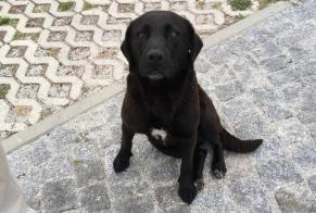Discovery alert Dog  Female Castelo do Neiva Portugal
