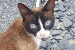 Disappearance alert Cat  Female , 11 years Vitré France