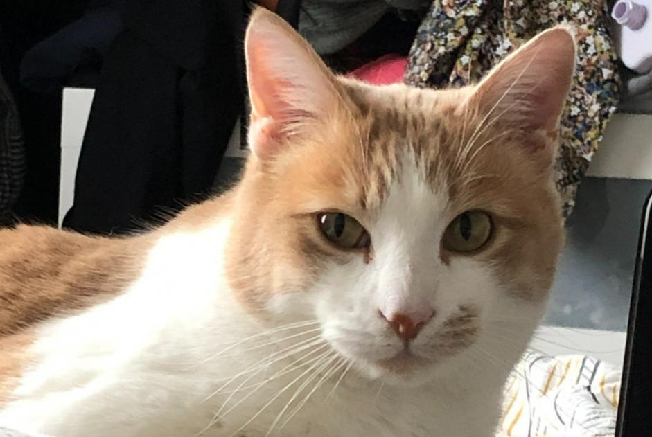 Disappearance alert Cat Male , 5 years La Talaudière France