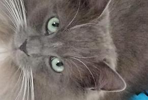 Disappearance alert Cat Male , 4 years Soumagne Belgium