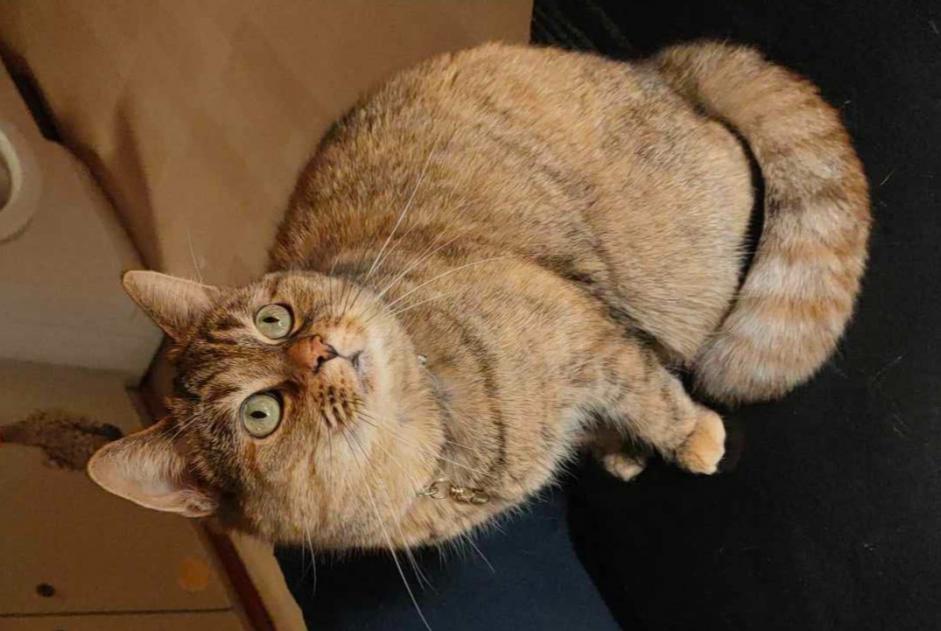 Disappearance alert Cat  Female , 6 years Awans Belgium