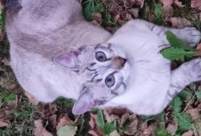Disappearance alert Cat Male , 1 years Fleury-les-Aubrais France