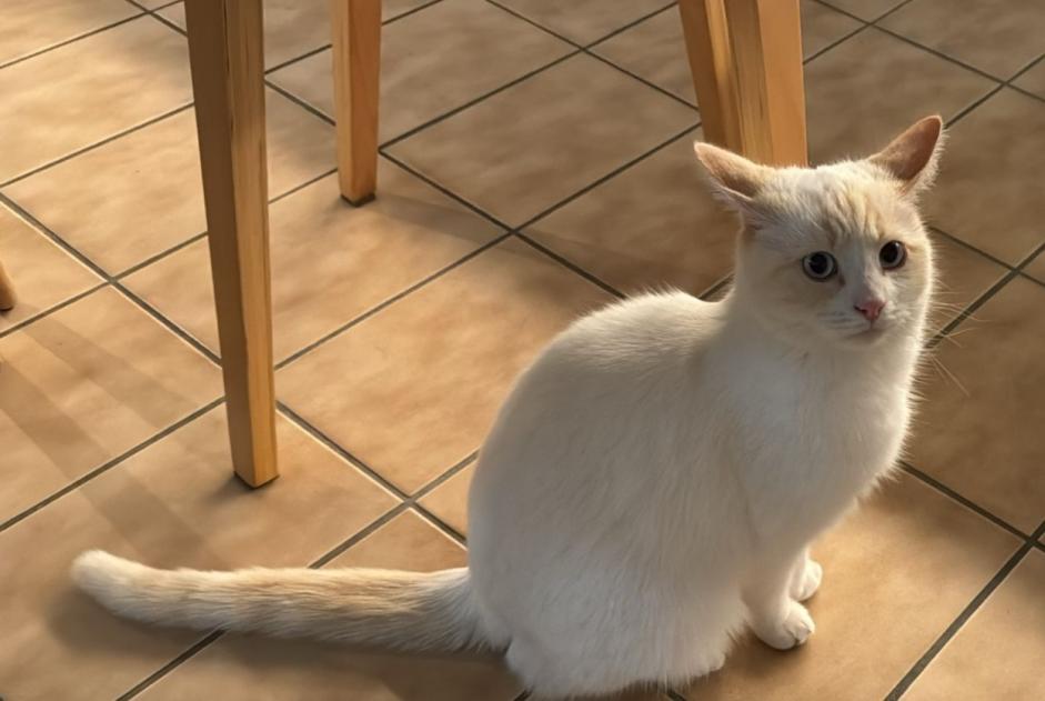 Disappearance alert Cat Male , 2 years Aigle Switzerland