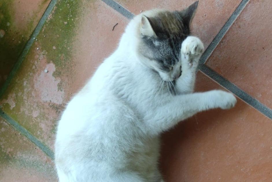 Discovery alert Cat Female , 1 year Raimonda Portugal