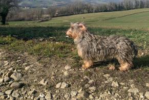 Disappearance alert Dog  Female , 2 years Monnetier-Mornex France