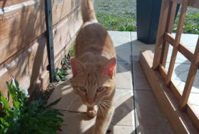 Discovery alert Cat miscegenation Male Cère France