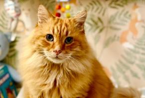 Disappearance alert Cat Male , 11 years Montreux Switzerland