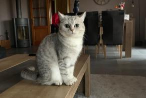 Disappearance alert Cat miscegenation Female , 2 years Mettet Belgium