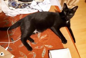 Disappearance alert Cat  Male , 10 years Conflans-Sainte-Honorine France