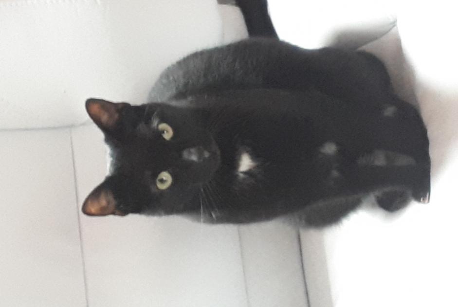 Disappearance alert Cat  Male , 10 years Conflans-Sainte-Honorine France
