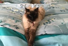 Disappearance alert Cat miscegenation Female , 8 years Camblanes-et-Meynac France