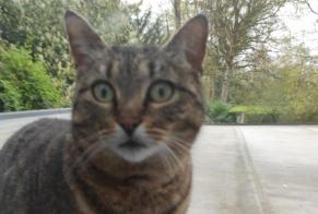 Discovery alert Cat miscegenation Female Dingé France