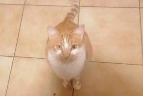 Disappearance alert Cat Male , 4 years Lagarde France