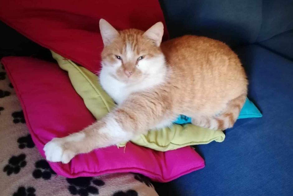 Disappearance alert Cat Male , 4 years Lagarde France