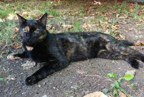 Disappearance alert Cat  Female , 5 years Sentenac-de-Sérou France
