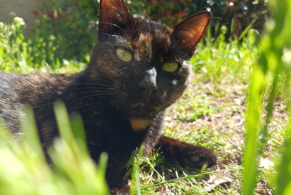 Disappearance alert Cat  Female , 5 years Sentenac-de-Sérou France