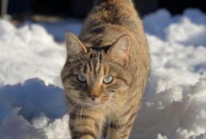 Disappearance alert Cat miscegenation Female , 4 years Grandvillard Switzerland