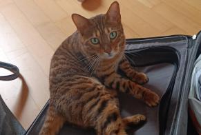 Disappearance alert Cat  Female , 4 years Etagnières Switzerland