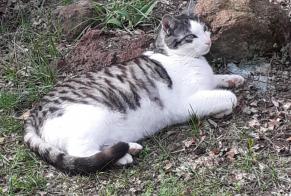 Disappearance alert Cat Male , 9 years Polignac France