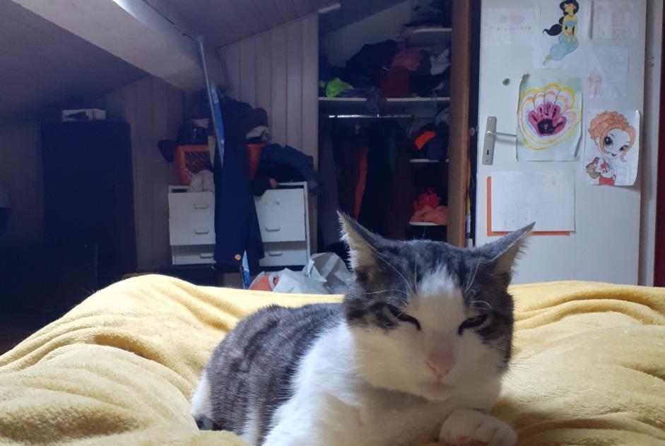 Disappearance alert Cat Male , 9 years Polignac France