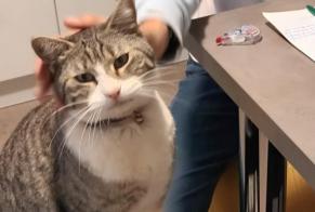Disappearance alert Cat Male , 4 years Saint-Estève France