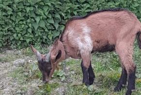 Discovery alert Goat Male Saint-Denis-sur-Huisne France