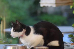 Discovery alert Cat Female Velaux France