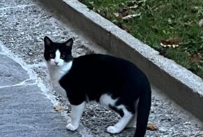 Disappearance alert Cat  Male , 1 years Fribourg Switzerland