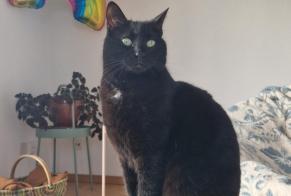 Disappearance alert Cat miscegenation Female , 6 years Granges-Paccot Switzerland
