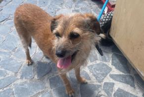 Discovery alert Dog miscegenation Female Lisboa Portugal