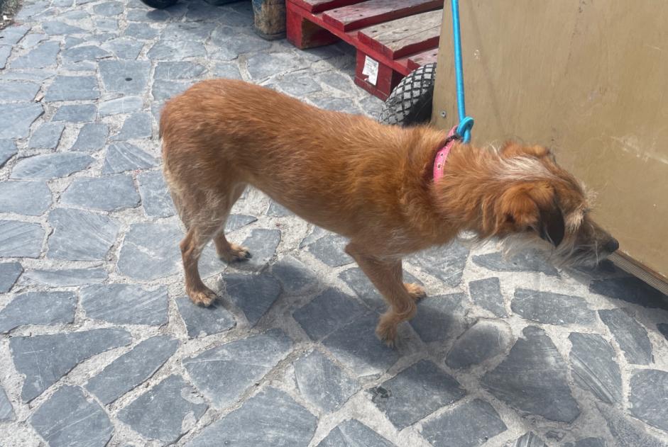 Discovery alert Dog miscegenation Female Lisboa Portugal