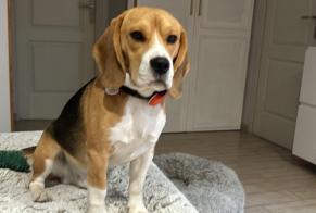 Disappearance alert Dog  Male , 1 years Houilles France