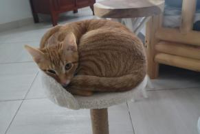 Disappearance alert Cat Male , 1 years Porches Portugal